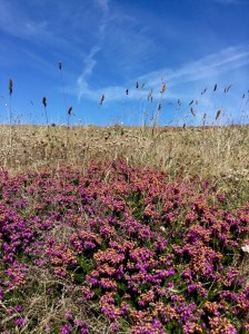 Bruyères en fleur à la pointe du van