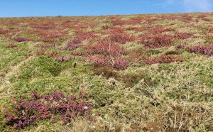 Bruyères en fleurs à la pointe du Van